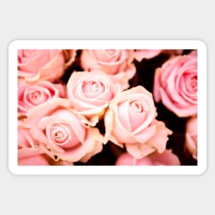 Roses for Valentine Sticker